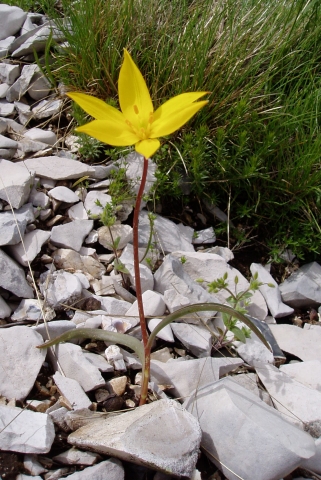 Tulipa sylvestris